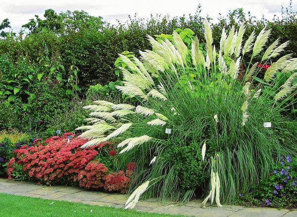 Злаковые травы в Вашем саду:  нежный ажур во все времена года