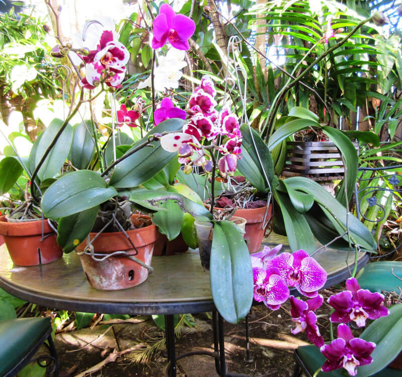 Секреты выращивания орхидей: все, что нужно знать