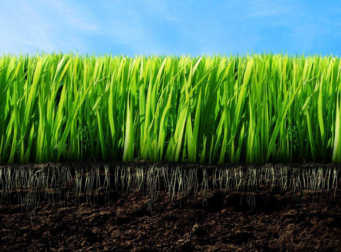 Узнайте как сделать почву более плодородной без химических удобрений