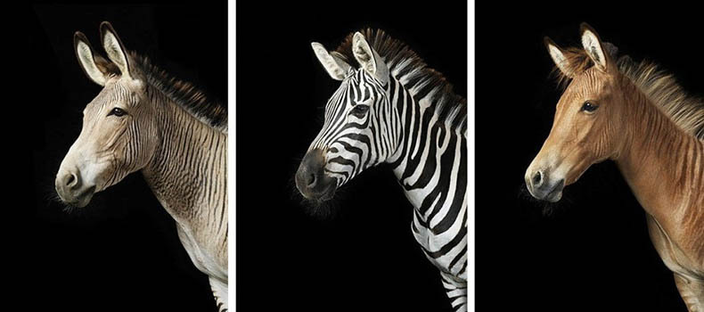 Потрясающие фото лошадей от Тима Флака 