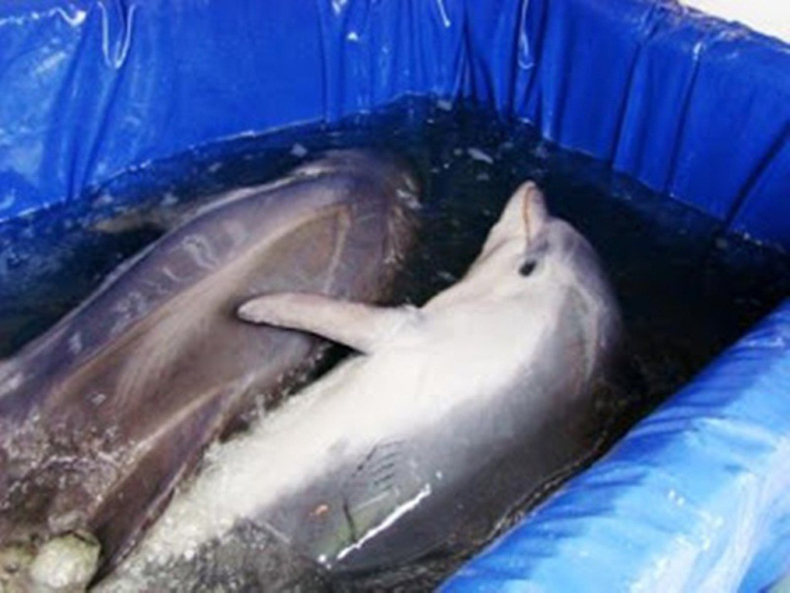 Оборотная сторона дельфинария и как содержатся животные во время гастролей