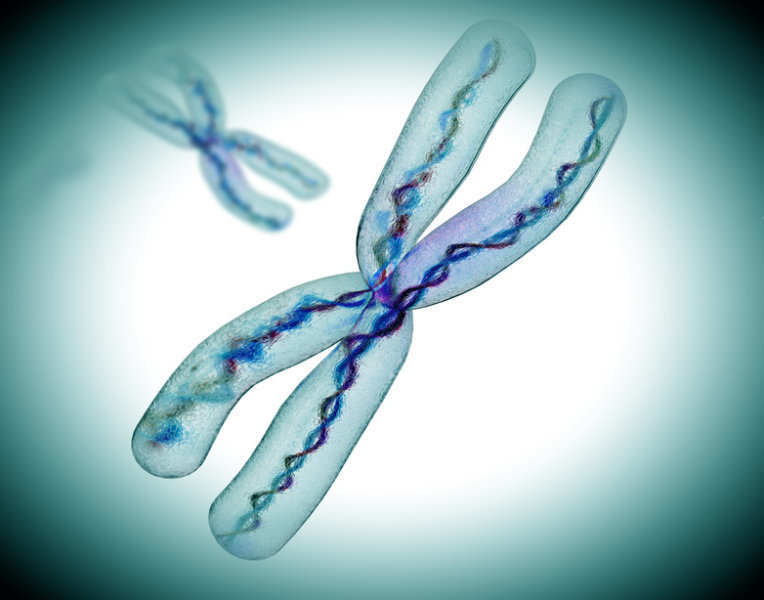 Почему на Х-хромосоме нет генов «домашнего хозяйства»