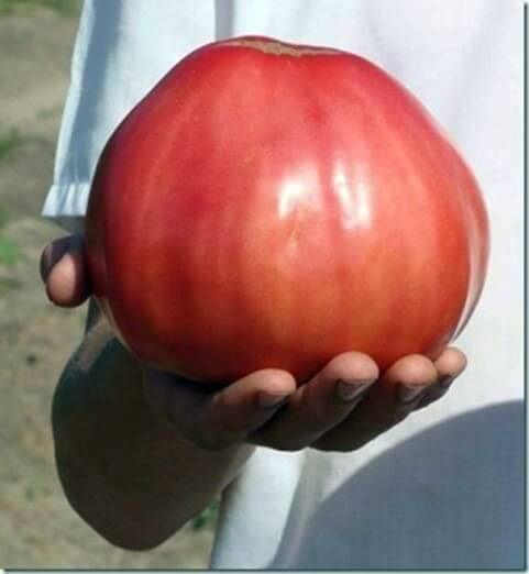 Выращивание томата бычье сердце 
