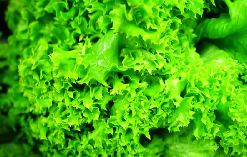 Самые популярные виды салатов и листовой зелени