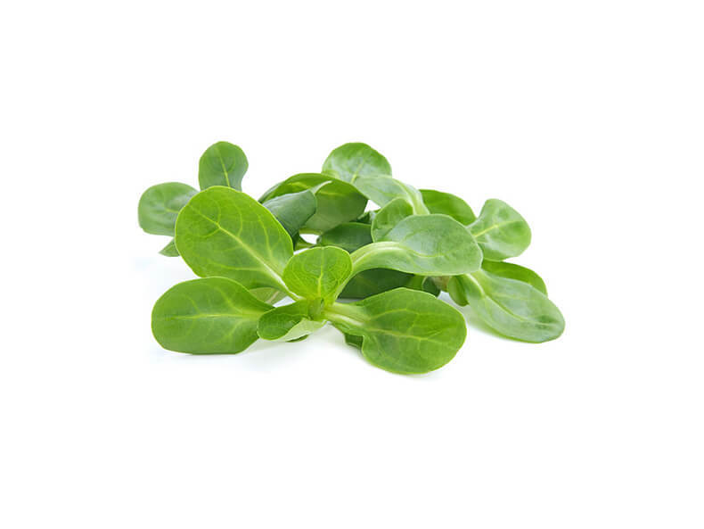 Самые популярные виды салатов и листовой зелени