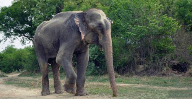 Фоторепортаж—трогательный момент освобождения слона Раджу