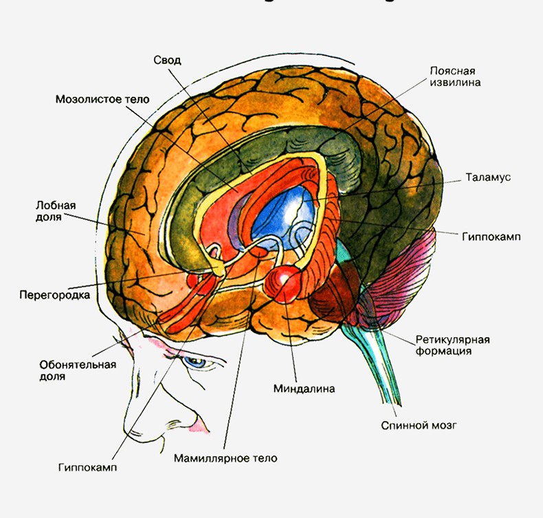 10 самых необычных структур головного мозга