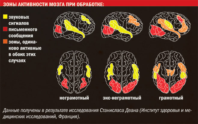 Как работает мозг во время чтения