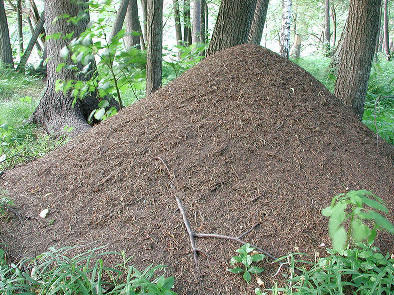В России будут наказывать за разорение муравейников