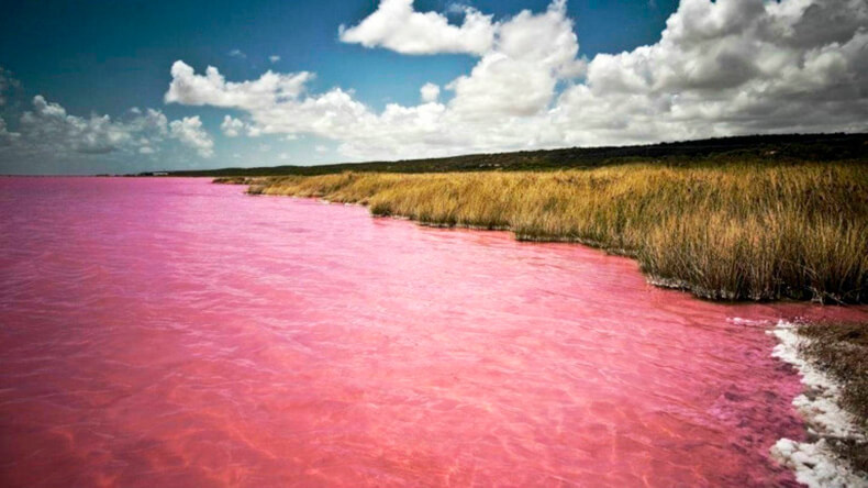 Озеро в России, которое каждый август превращается в «розовый кисель»