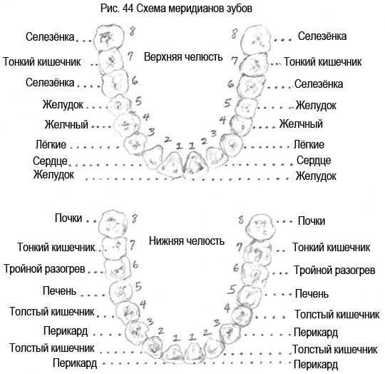 Связь зубов с эндокринной системой и позвоночником