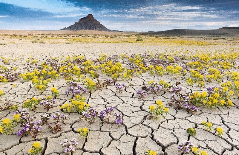 Цветущая пустыня в штате Юта