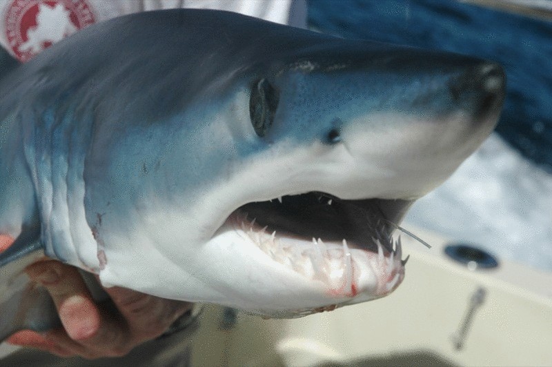 В Австралии идет отлов и маркировка акул      