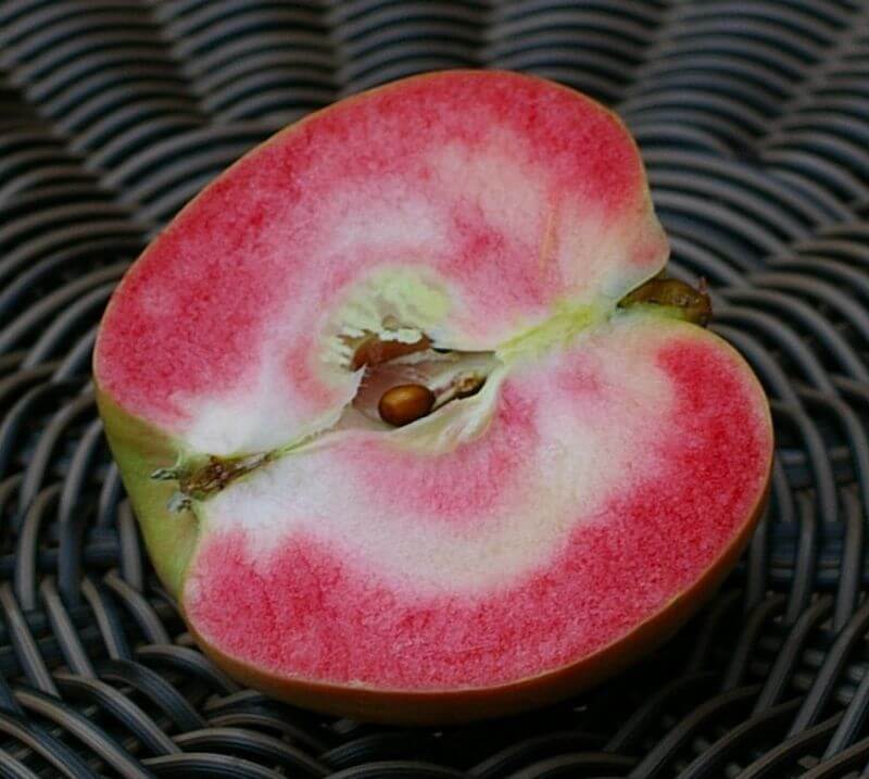 В чем необычность яблок Розовый жемчуг