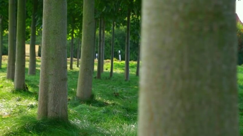 Павловния — новый тренд в биоэнергетике и деревообрабатывающей промышленности