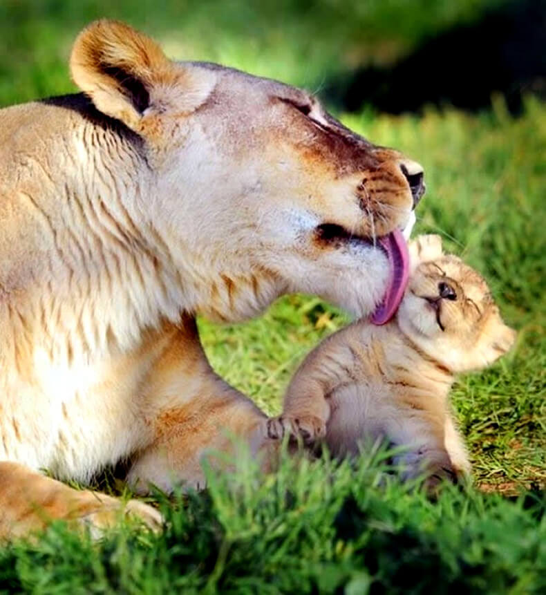 Эти животные научат вас, как быть хорошим родителем