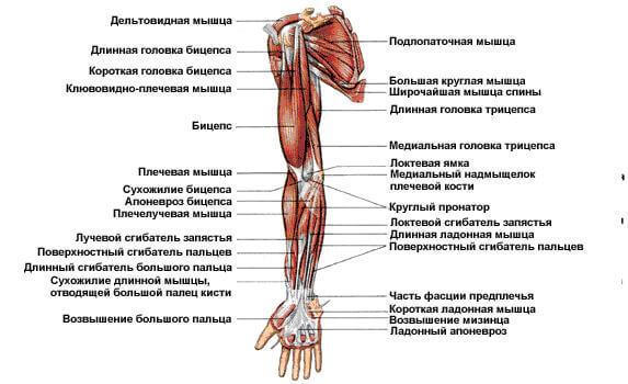 Гимнастика для рук: укрепляем мышцы и тренируем ловкость 