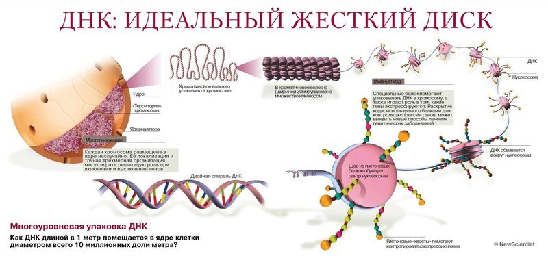 <a href='http://econet.ru/articles/tagged?tag=%D1%81%D0%BB%D0%BE%D0%B2%D0%B0' target='_blank'>Слова</a> и мысли формируют генетическую программу