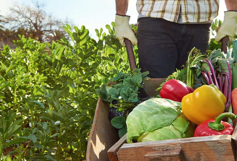 Чистые продукты для семьи: С чего начать органическое земледелие на огороде