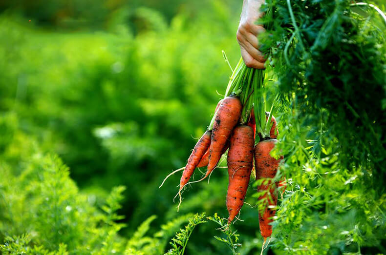 Чистые продукты для семьи: С чего начать органическое земледелие на огороде