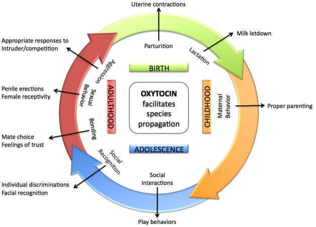Окситоцин: светлая сторона силы