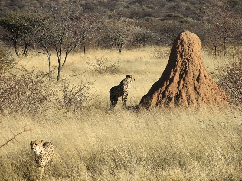 [Изображение: content_termite_mounds_namibia__econet_ru.jpg]