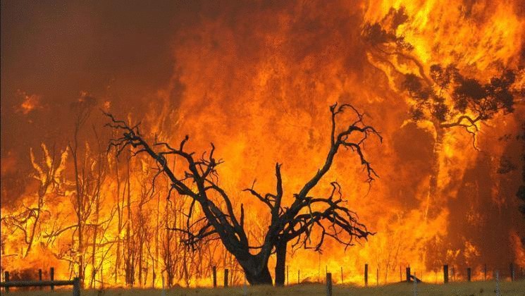  Лесные пожары намного губительней для экологии, чем считалось до сих пор