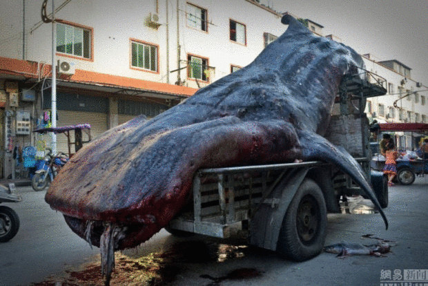 Китайский рыбак  обнаружил  китовую акулу в своей сети