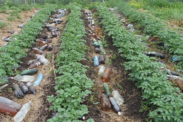 Эффективный способ выращивания раннего картофеля