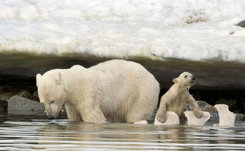 Ученые занялись поиском новой популяции белых медведей