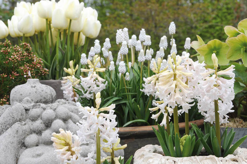 Белые цветы для монохромного сада: подборка лучших сортов