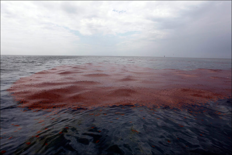 Создана губка, способная очистить океан от нефти и нефтепродуктов