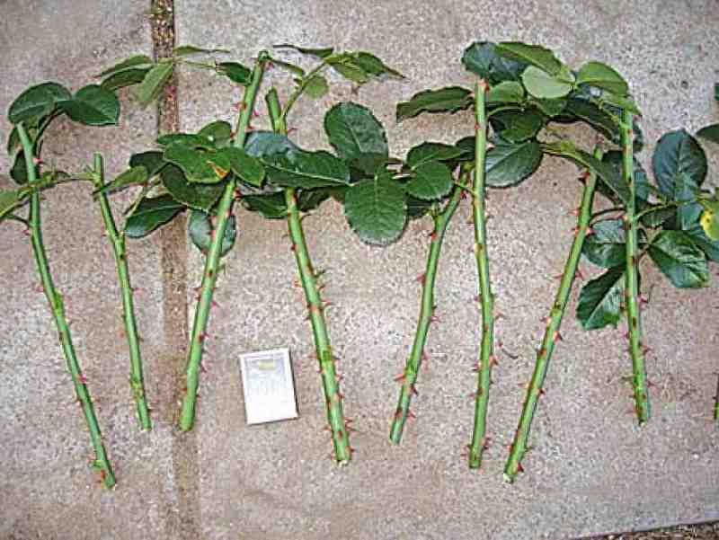 Буррито – СУПЕР метод размножения роз 