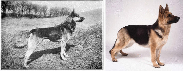 К чему привели 100 лет  улучшения  породистых собак