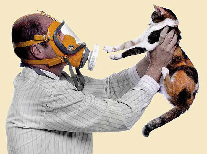 Медики заявили о создании вакцины от аллергии на кошек