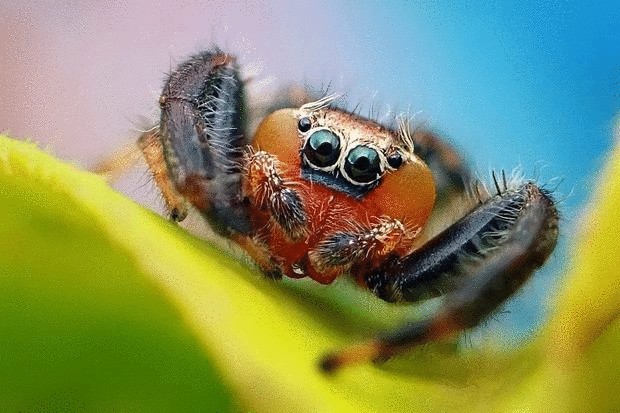 Фоторепортаж — паук прыгун и его необычные глаза 