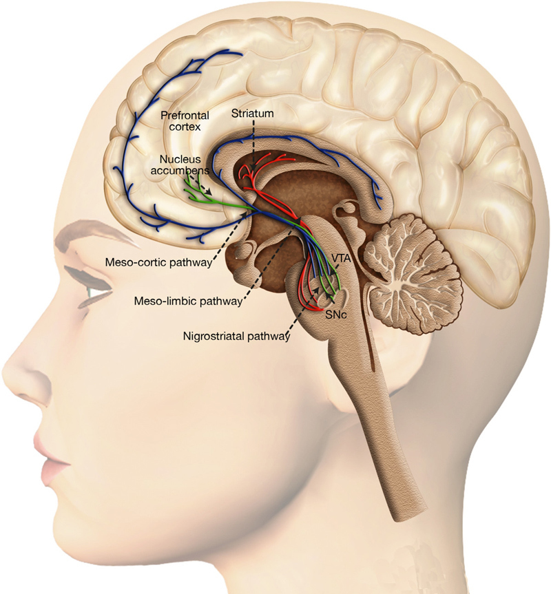 Триединый мозг как карта психических травм