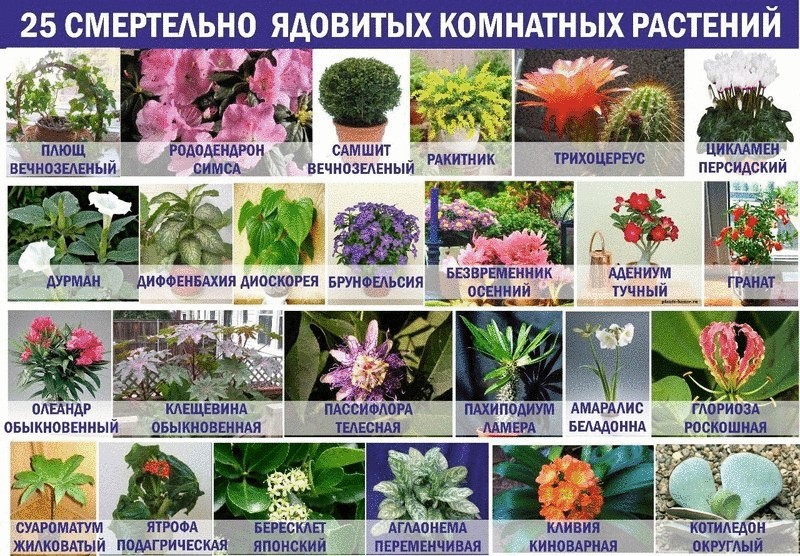25 смертельно ядовитых комнатных растений