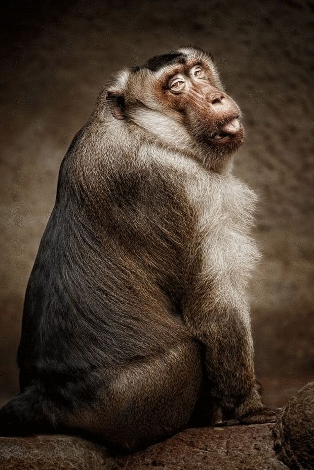 Удивительные фотографии животных  от Manuela Kulpa