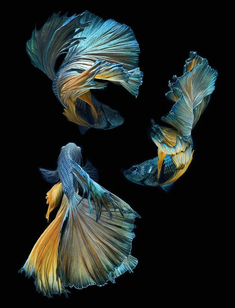 Удивительно красивые фото  рыб от Visarute Angkatavanich