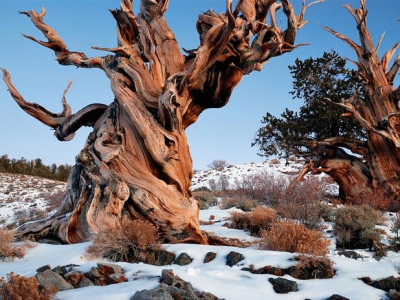 10 старейших деревьев мира