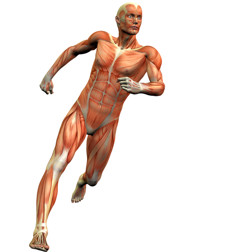 Соединительная ткань – сигнальная система всего тела