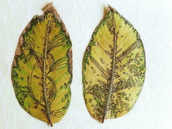 Как оригинально засушить листья или креативный гербарий