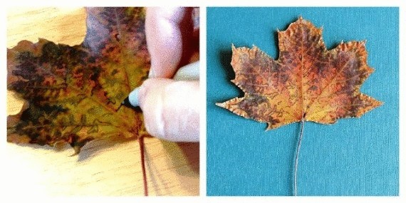 Как оригинально засушить листья или креативный гербарий