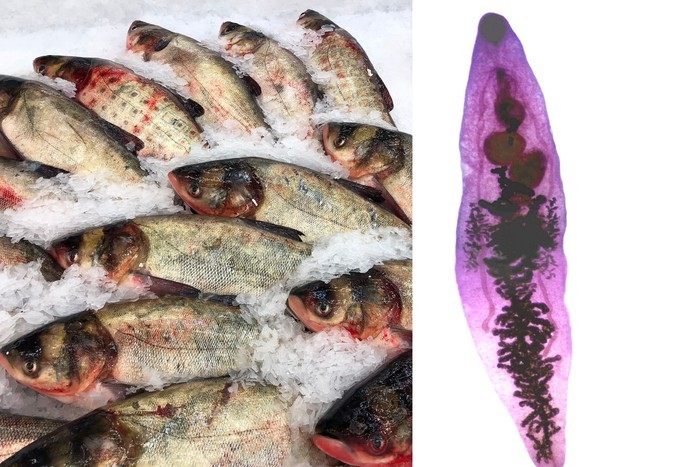 Описторхоз: как не заразиться паразитами через рыбу