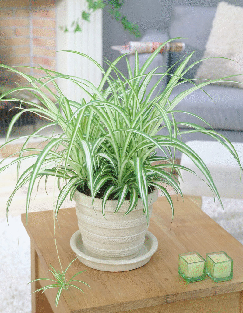 Самые полезные комнатные растения для вашего дома