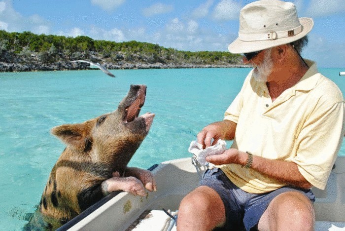 Дикие свиньи на пляже на Багамах.