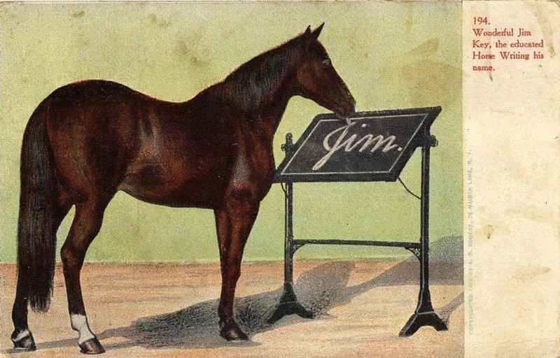 Джим Кей — умнейшая лошадь. Невероятная история из 1904-го