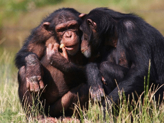 Британские ученые расшифровали язык шимпанзе