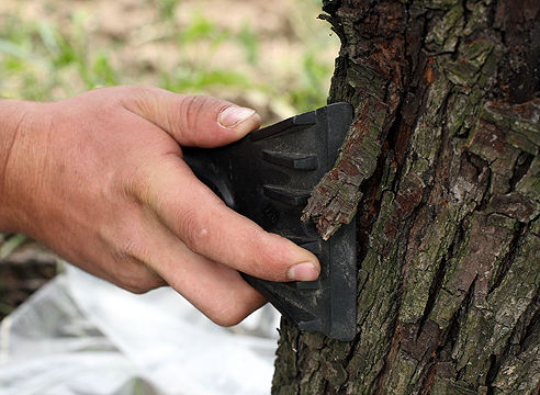 Как правильно побелить деревья в саду
